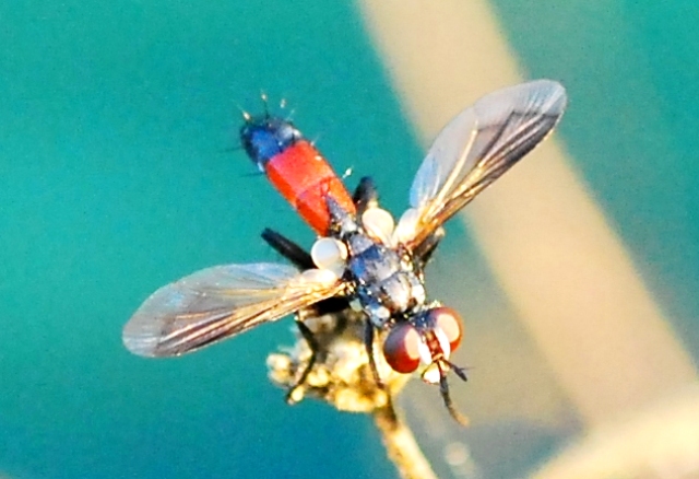 Cylindromyia sp. (Tachinidae)